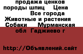 продажа ценков породы шпиц  › Цена ­ 35 000 - Все города Животные и растения » Собаки   . Мурманская обл.,Гаджиево г.